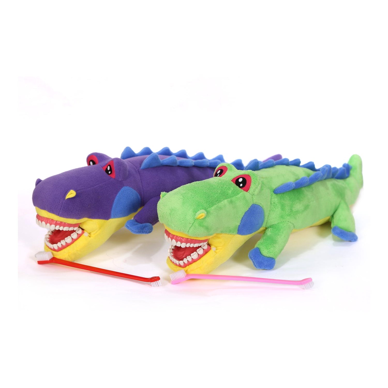 Sunray - Crocodile Tooth Brush Teaching Model