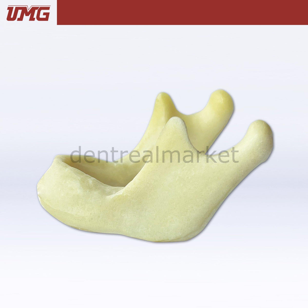 Umg Dental - Umg Model Drilling Practice Jaw Model - UM - Z2022